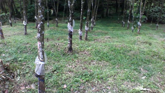 20 cents or more land for sale in manimala, Kottayam