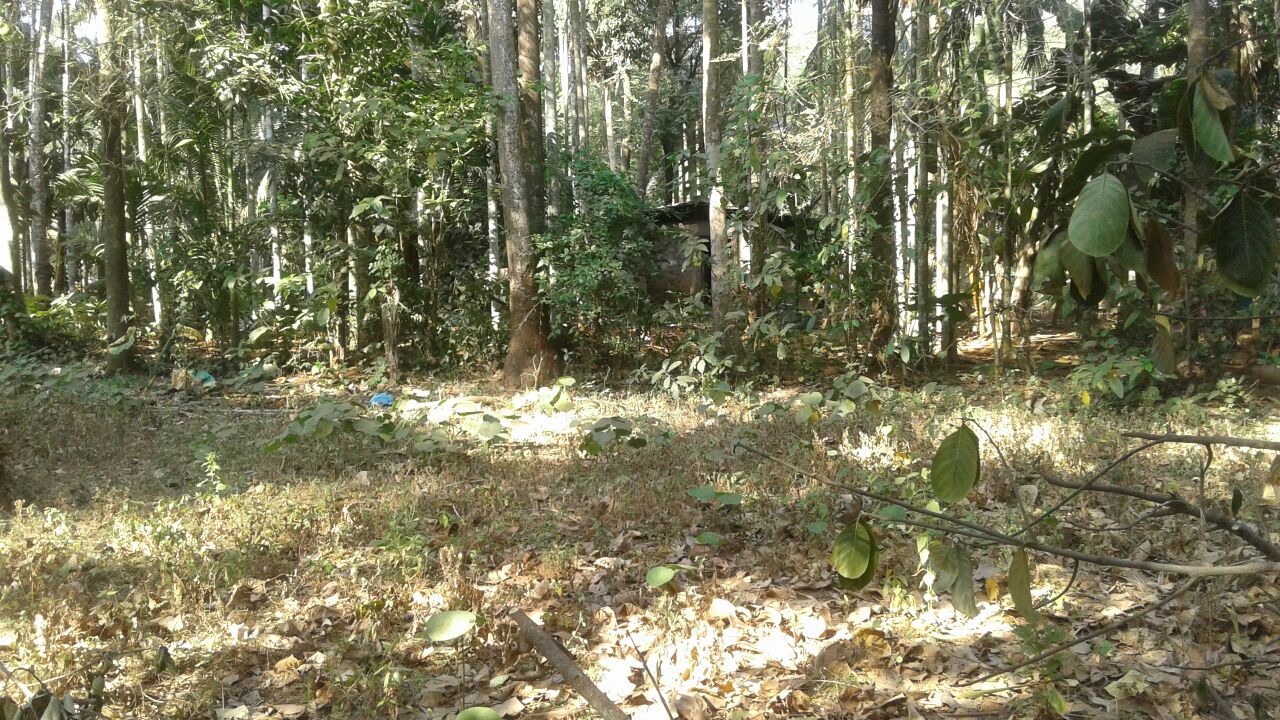 17 Cents with Small House for Sale in Painkulam, Chelakkara, Thrissur