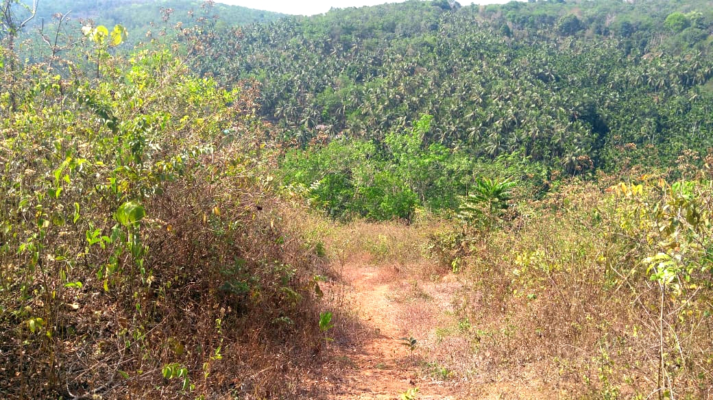 1.75 acre land for sale in Munnad, Kasargod