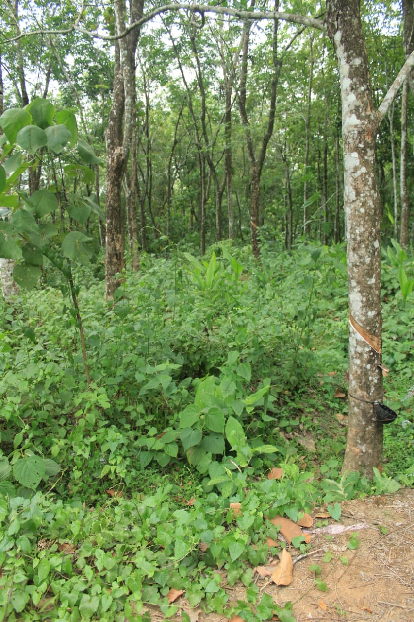 75 cents and 42 Cents of land For Sale at vellavoor village, Kottayam