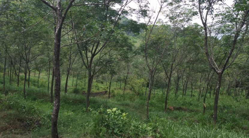 Blalal Land pic 2