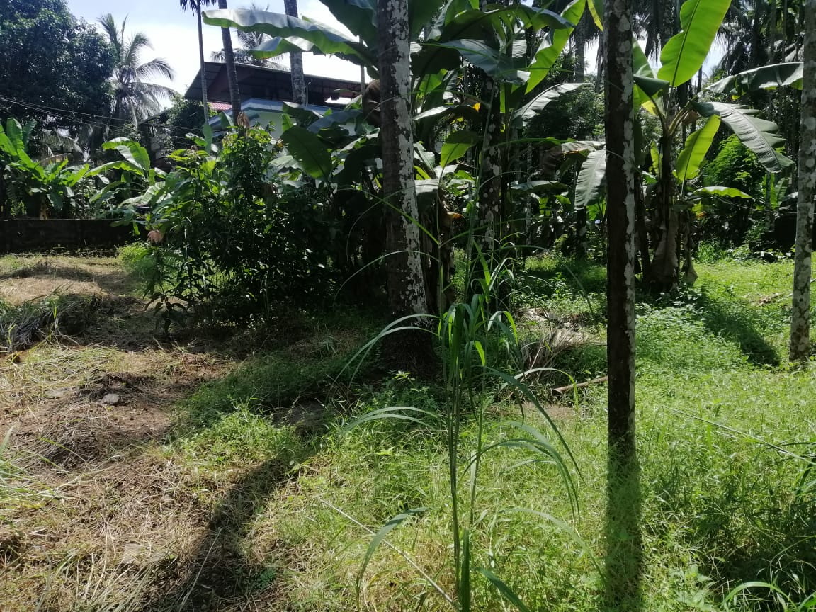 50 cent residential land for sale near Kerala Varma College,Thrissur,